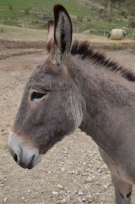 burro wiki